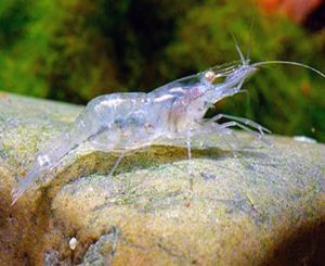 Freshwater Shrimp - Brazilian Yellow Bellied Ghost Shrimp - Arizona ...