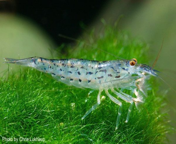 Freshwater Filter Feeding Green Lace Shrimp