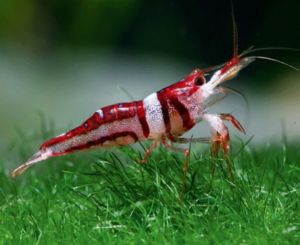 Freshwater Shrimp - Harlequin Shrimp - Arizona Aquatic Gardens