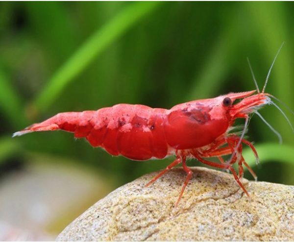 10+1 Fire Red Cherry Shrimp – Freshwater Neocaridina Aquarium Shrimp – Live Guarantee