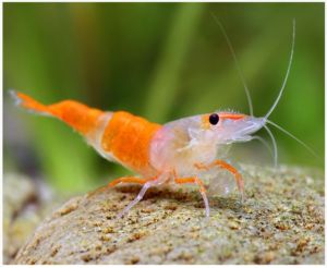 Freshwater Shrimp - Rili Orange Shrimp - Arizona Aquatic Gardens