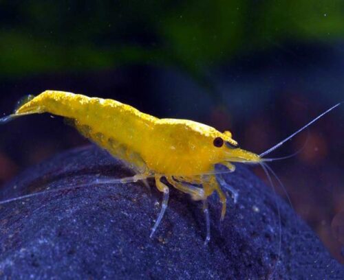 Freshwater Sakura Neon Yellow Shrimp