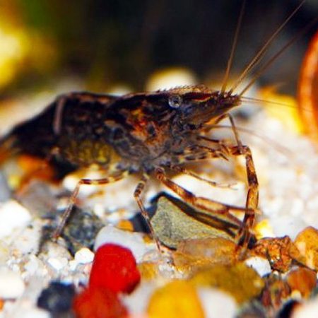 Freshwater Shrimp Custodian/Scavenger Chameleon Shrimp