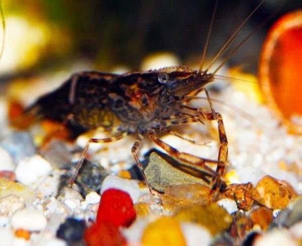 Freshwater Shrimp Custodian/Scavenger Chameleon Shrimp