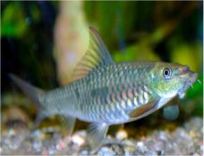 Garra Gotyla Gotyla Algae Eating Fish | Arizona Aquatic Gardens