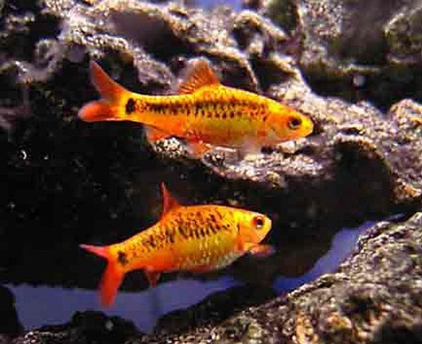 Gold Barb Tropical Fish