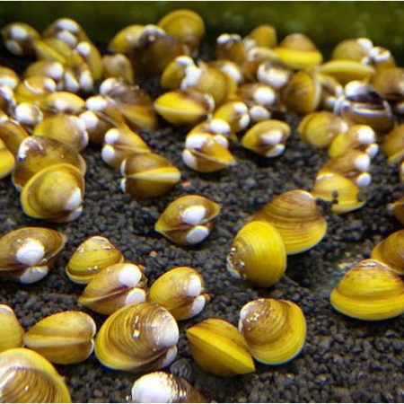 Golden Freshwater Filter Feeder Substrate Burrower Clams 2