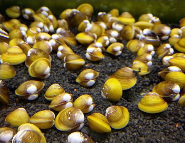 Golden Freshwater Filter Feeder Substrate Burrower Clams 2