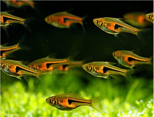 Harlequin, Golden Rasbora | Arizona Aquatic Gardens