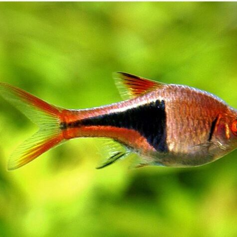 Gold Rasbora Image