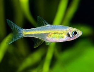 Green Kubotai Rasbora Microrasbora Kubota