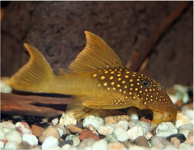 Green Phantom Pleco Pond Fish Arizona Aquatic Gardens