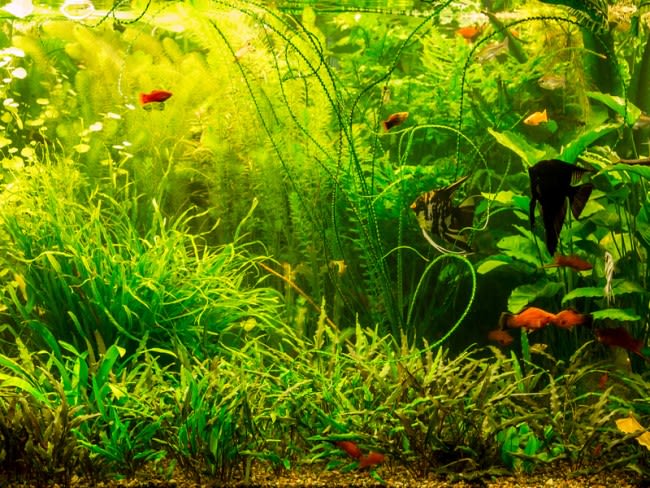What Aquatic Plants do Freshwater Fish not Eat - Hygger