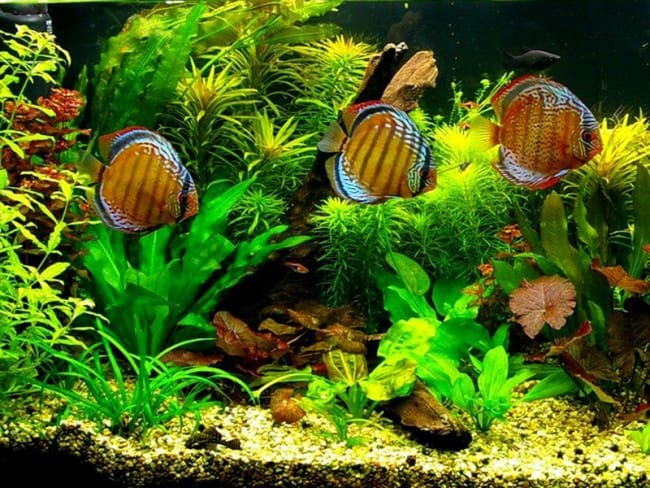 planted discus fish tank