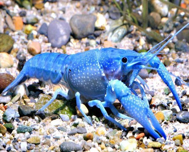 blue lobster aquarium