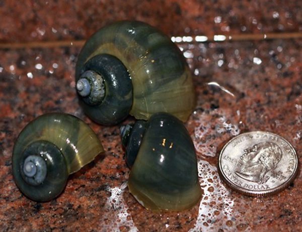 Indigo Bush Grazer Snail