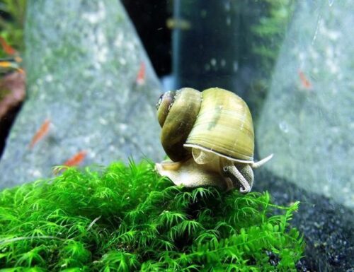 Japanese Trap Door Aquatic Pond Snail