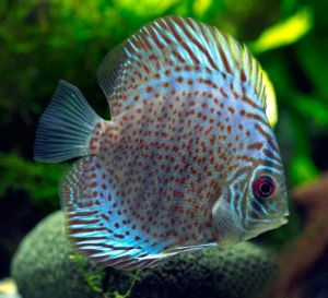 Blue Leopard Discus for sale online AzGardens.com 5-Star