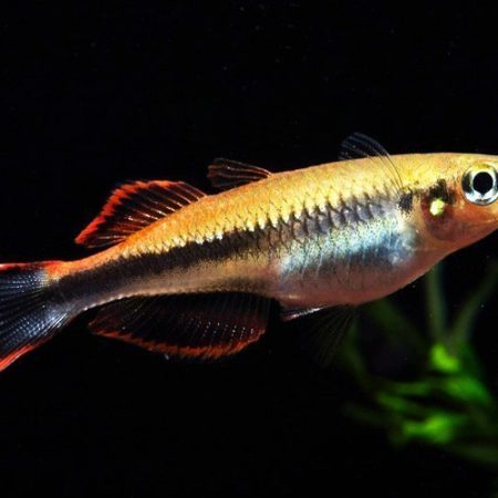 Madagascar Tropical Rainbowfish