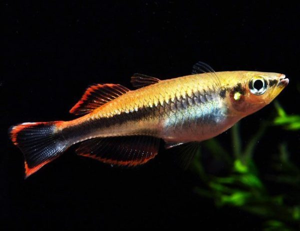 Madagascar Tropical Rainbowfish