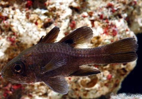 Saltwater Cardinal Archives | Arizona Aquatic Gardens