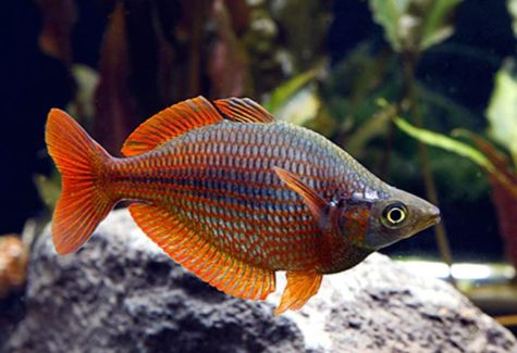 Turquoise Rainbowfish Tropical Fish | Arizona Aquatic Gardens