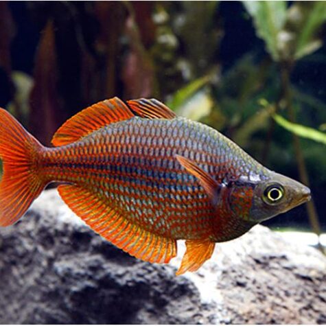 Millennium Tropical Rainbowfish