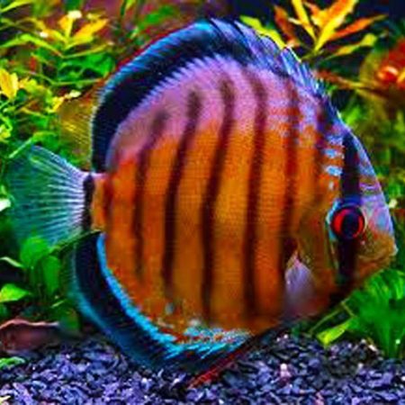 Mixed Discus in Multiple Colors from Singapore