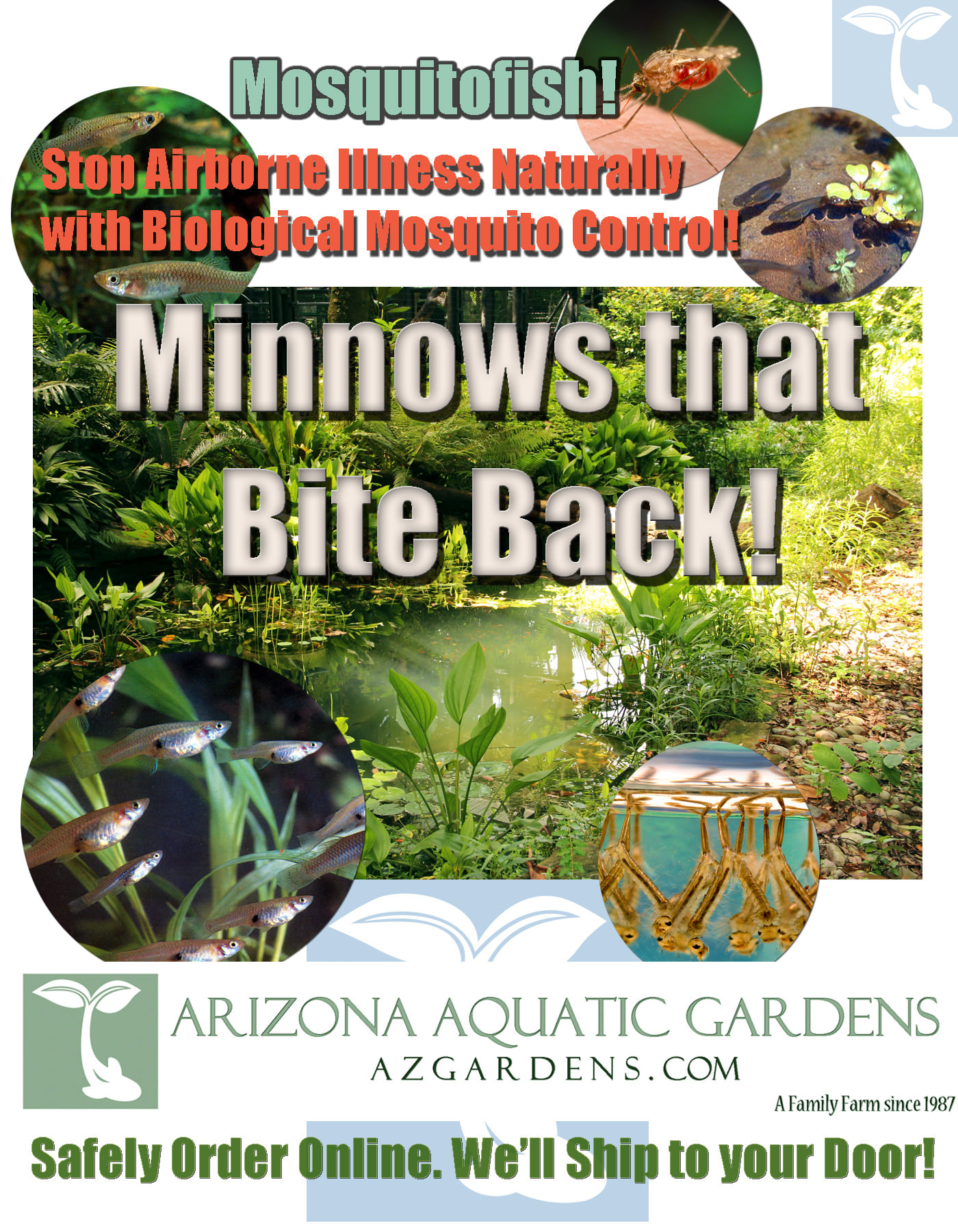 Minnow - Mosquito Fish/ Mosquitofish Gambusia affinis - Image 9