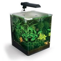 Aquarium Plant Habitats Archives | Arizona Aquatic Gardens