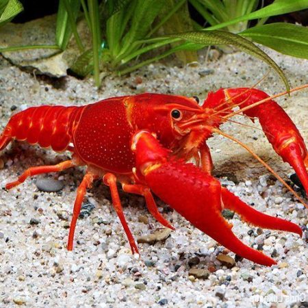 Neon Red Freshwater Lobster