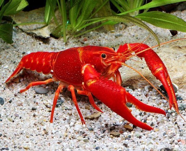 Neon Red Freshwater Lobster