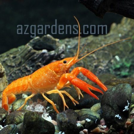 New Guinea Apricot Freshwater Lobster
