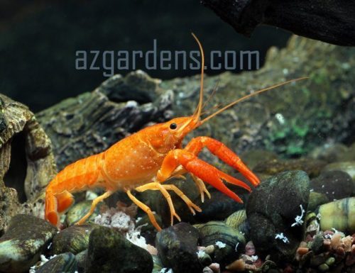 tangerine lobster size