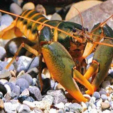 Orange Hand Freshwater Lobster