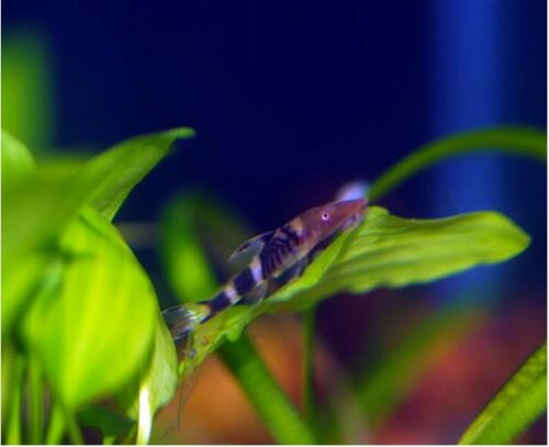 Orange Zebra Otocinclus