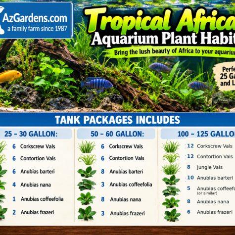Tropical African Aquarium Plant Habitat