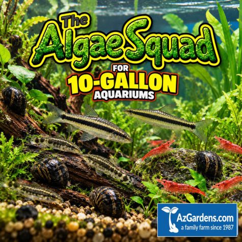 The Algae Squad10