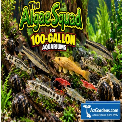The Algae Squad100