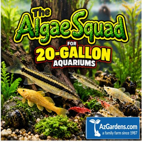 The Algae Squad20
