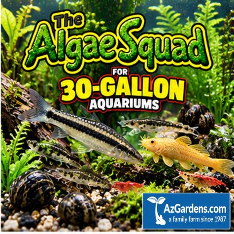 The Algae Squad30