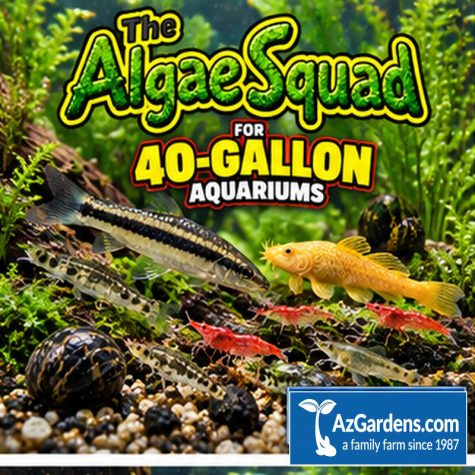 The Algae Squad40