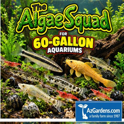 The Algae Squad60