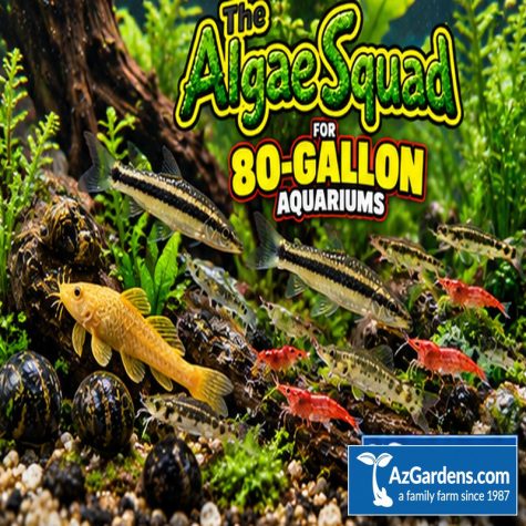 The Algae Squad80