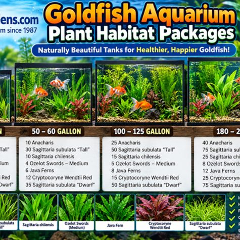 Goldfish Aquarium Plant Habitat Packages