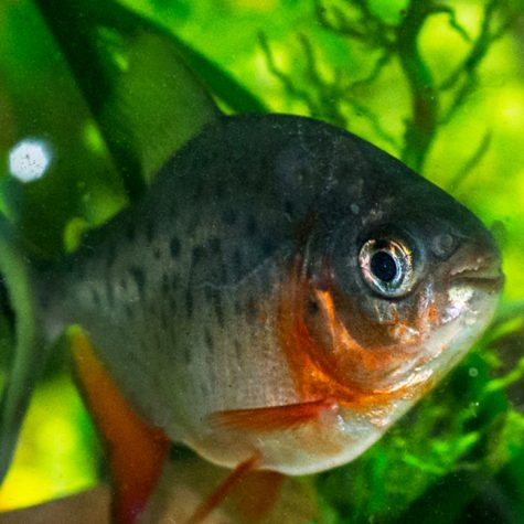 Serrasalmidae - Pacu Red Belly