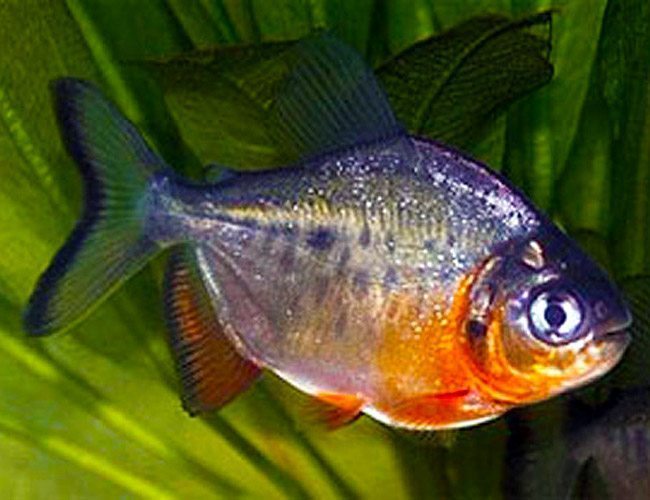 pacu fish in aquarium