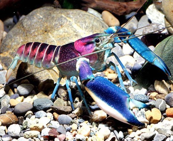 Pink Coral Freshwater Lobster