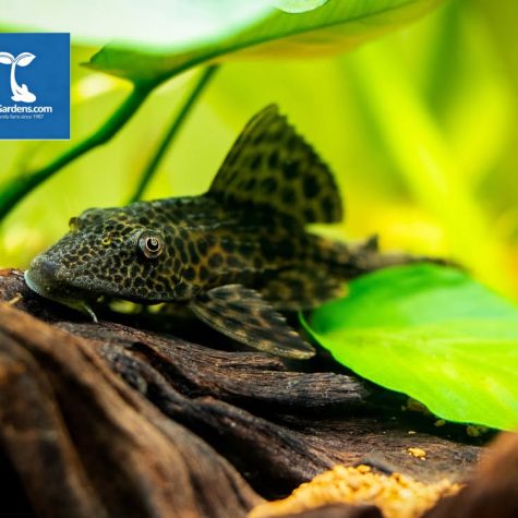 Pleco - Snow King or Trinidad Plecostomus