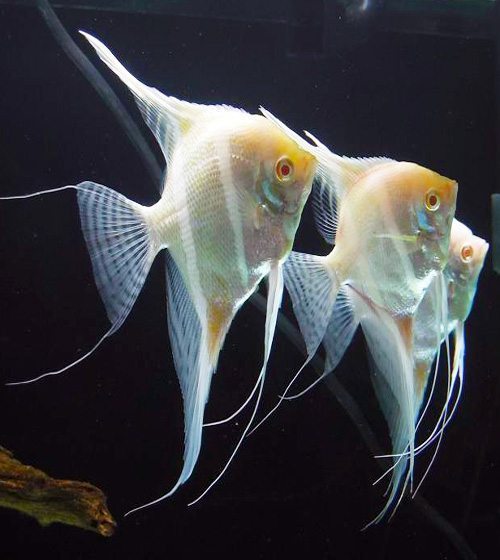 Pterophyllum Albino Altum Angelfish - Tank Raised